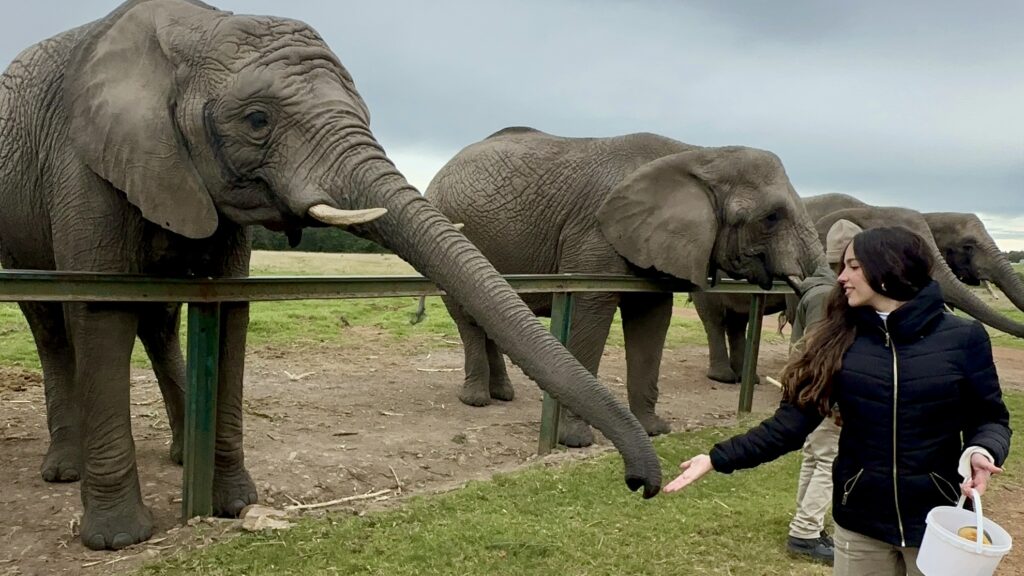 Knysna Elephant Park I Foto: Andréa Reis